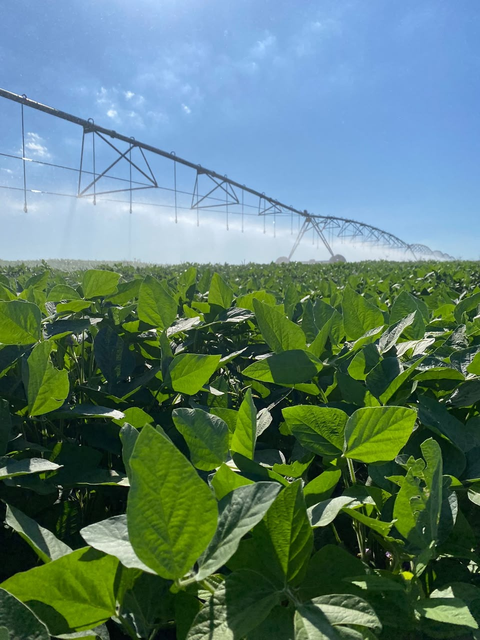 Lavoura de soja com pivô de irrigação